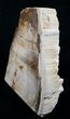 Large Free Standing Petrified Wood - Sequoia #5960-2